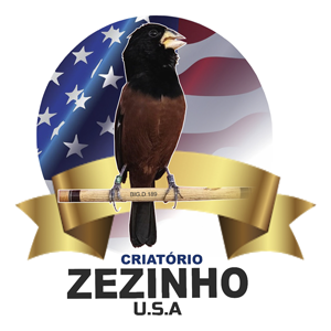 Notícias | Criatório Zezinho U.S.A.  Curió Praia Clássico - Goiás